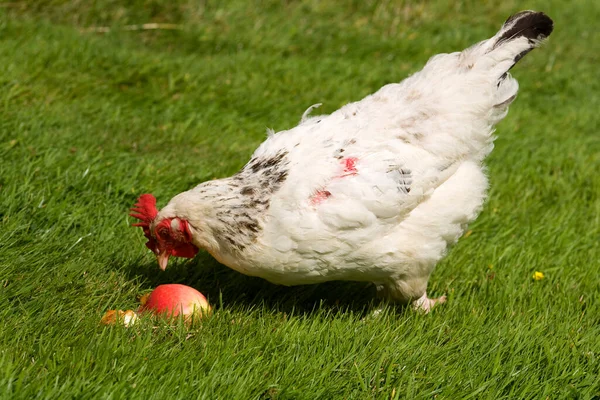 Free Range Chicken Eating Windfall Apples Grass — Stock Photo, Image