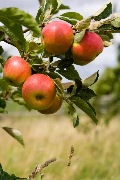 Meyve Bahçesinde Olgunlaşan Elmalar — Stok fotoğraf