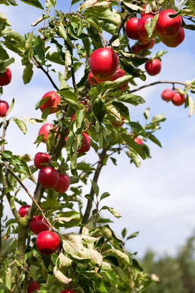 Jabłka Dojrzewające Sadzie — Zdjęcie stockowe