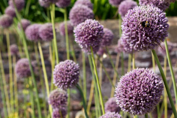 Shallow focus view of Elephant Garlic flowers, one with a bee