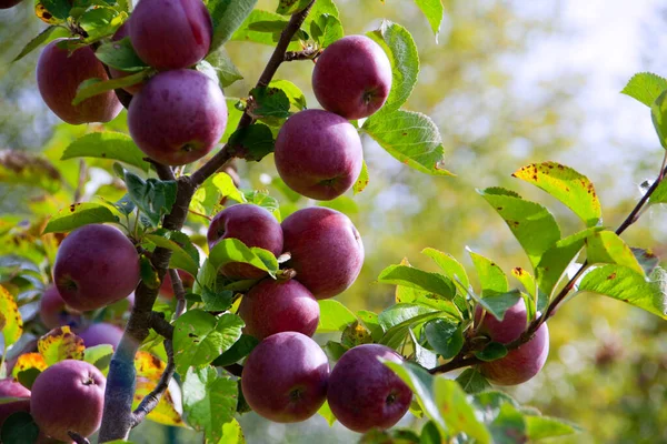 Érett Vörös Almák Készen Állnak Gyümölcsösök Szedésére — Stock Fotó