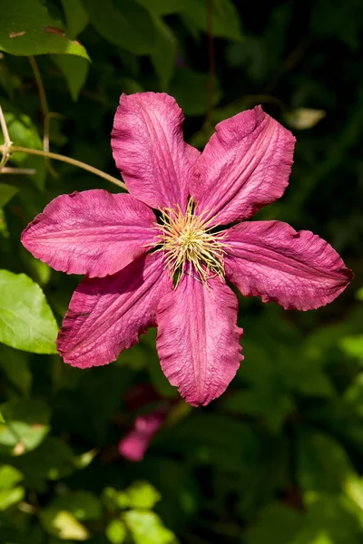 Jardins Britânicos Uma Única Flor Clematis Roxo — Fotografia de Stock