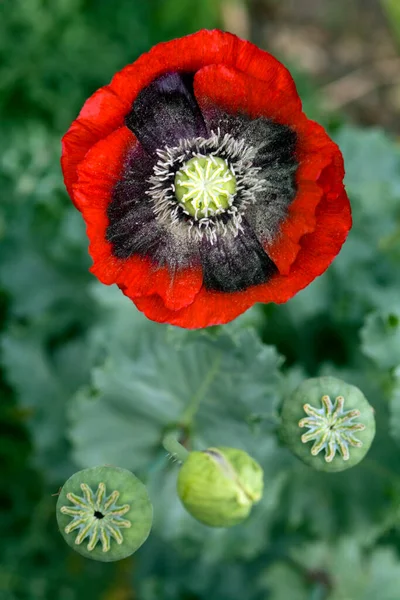 Flor Papoula Vermelha Vibrante Fechar — Fotografia de Stock