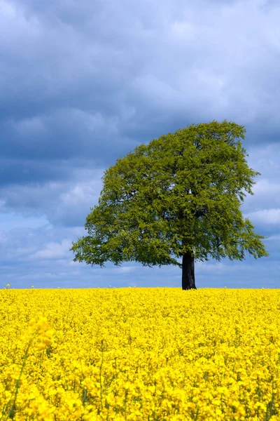 Єдине Дерево Полі Яскравого Жовтого Олійного Насіння Зґвалтування Влітку Біля — стокове фото