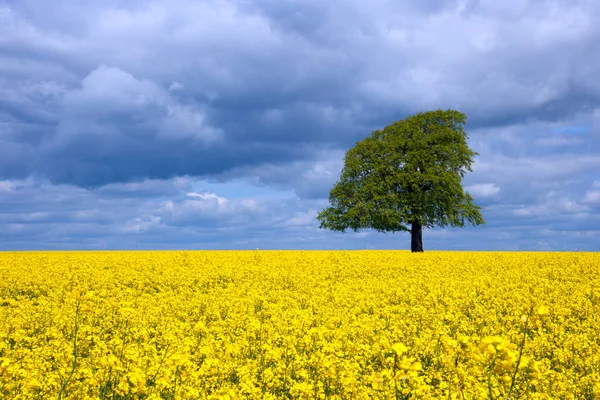 Єдине Дерево Полі Яскравого Жовтого Олійного Насіння Зґвалтування Влітку Біля — стокове фото