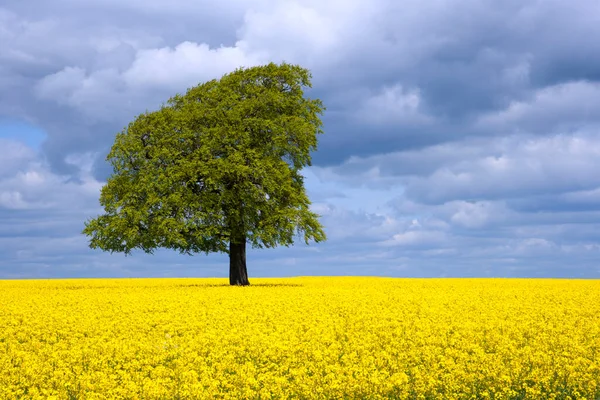 Uma Única Árvore Campo Colza Semente Óleo Amarelo Vibrante Sol — Fotografia de Stock