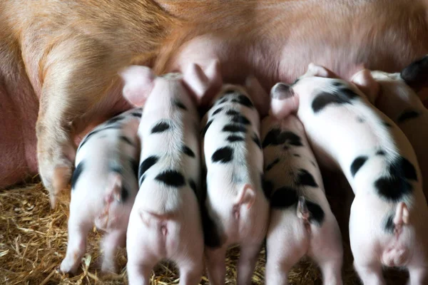 Gloucester Old Spot Sugga Och Hennes Smågrisar Som Äter Ett — Stockfoto