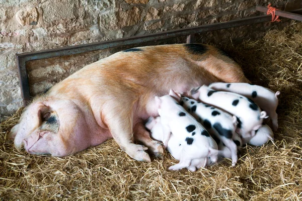 一只格洛斯特老斑点猪和它的幼仔猪在一个小木屋里吃草 — 图库照片