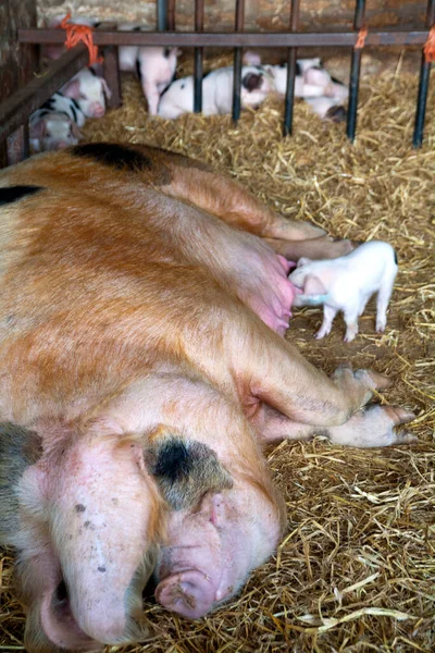 一只格洛斯特老斑点猪和它的小猪在一个小木屋里吃草 垃圾的隆隆声一直持续到最后 — 图库照片