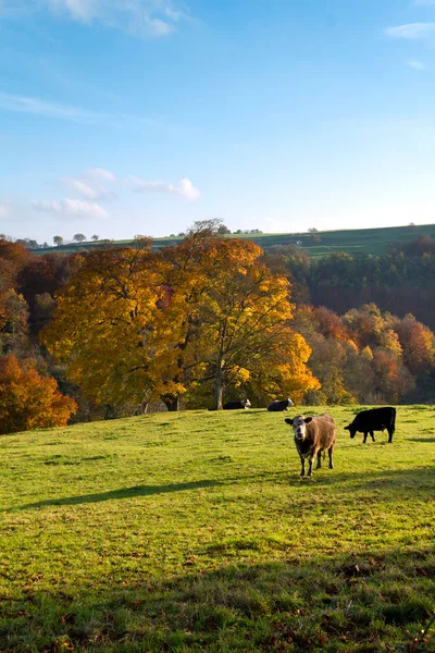 Nötkreatur Fälten Ovanför Gyllene Höstdal Nära Minchinhampton Gloucestershire Storbritannien — Stockfoto