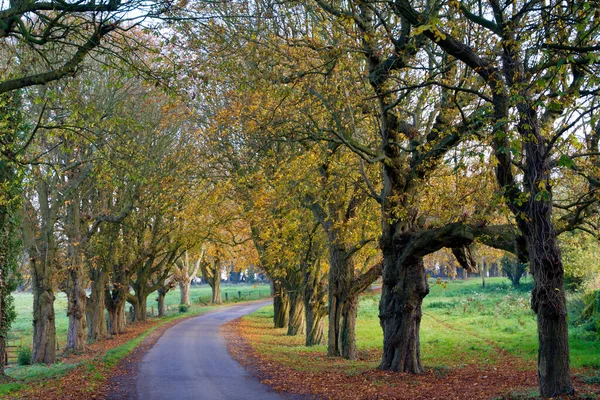 英国格洛斯特郡查维纳奇附近一条乡间小路旁的林荫道上 秋天的颜色 — 图库照片