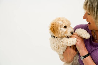 A cute 12 week old Cockapoo puppy bitch on a white background is playfully cuddled by her proud middle aged 50's  lady owner