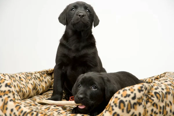 Zwei Gehorsame Junge Schwarze Labrador Welpen Schauen — Stockfoto