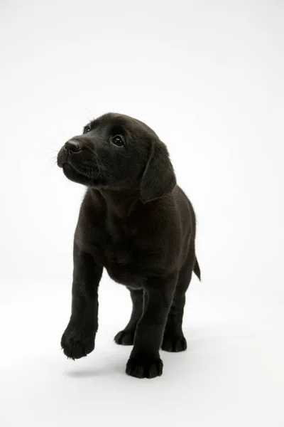 Bonito Filhote Cachorro Labrador Preto Dando Passo — Fotografia de Stock