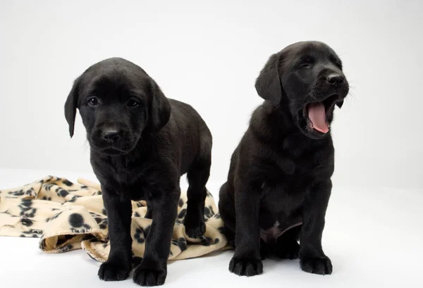 Two Cute Black Labrador Puppies Obediently Posing One Yawning — Stock Photo, Image