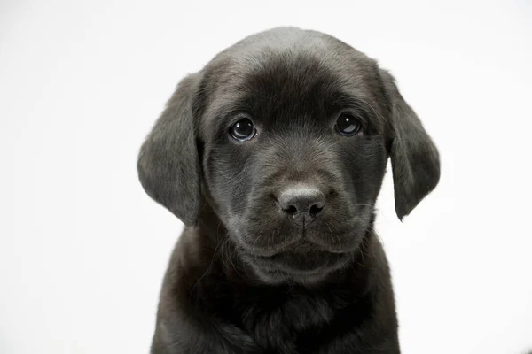 Young Black Labrador Puppy Looking Camera — Stock Photo, Image