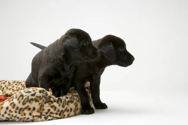Jovens Cachorros Labrador Pretos Saindo Sua Cama — Fotografia de Stock