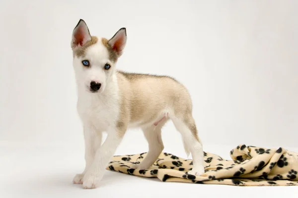 Filhote Cachorro Husky Muito Bonito Com Olhos Azuis Penetrantes Olhando — Fotografia de Stock