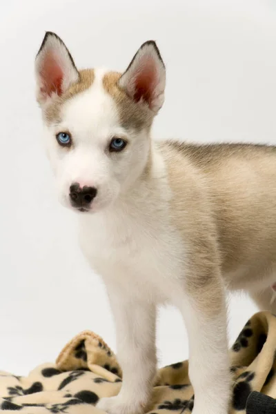 Kabarık Tüylü Mavi Gözlü Köpek Yavrusu Battaniyesinin Yanında Duruyor — Stok fotoğraf