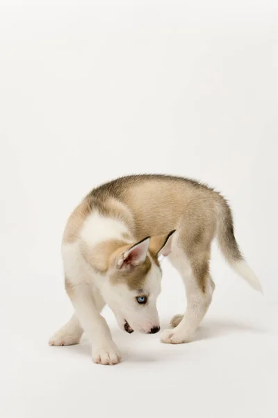 Flauschiger Junger Husky Hundewelpe Mit Stechend Blauen Augen Pirscht Sich — Stockfoto