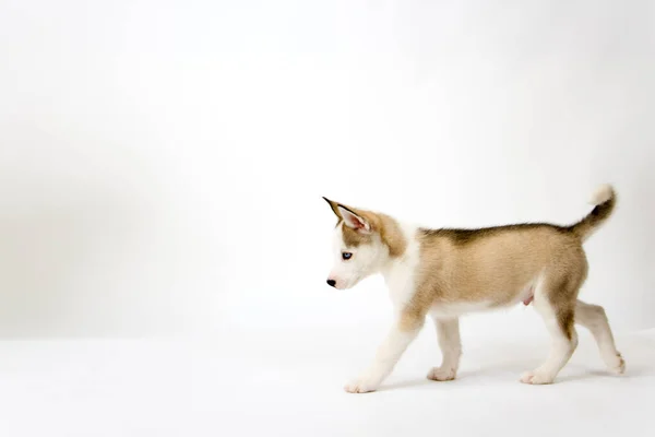 Filhote Cachorro Muito Bonito Cão Husky Com Piercing Olhos Azuis — Fotografia de Stock