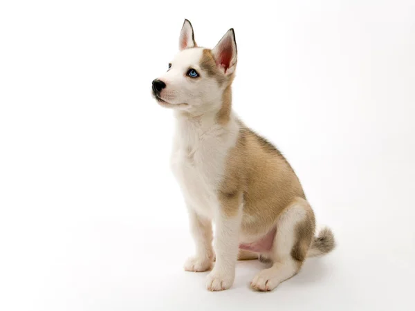 Roztomilý Mladý Husky Pes Štěně Piercing Modré Oči Sedí Poslušně — Stock fotografie