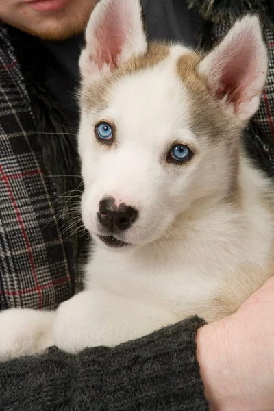 Filhote Cachorro Husky Jovem Fofo Com Olhos Azuis Piercing Abraçado — Fotografia de Stock