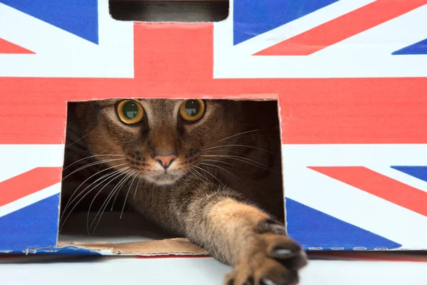 Sevimli, geniş gözlü, Habeşli, genç erkek kedi, işaretli karton kutuda oynuyor.