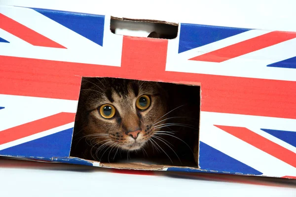 Sevimli, geniş gözlü, Habeşli, genç erkek kedi, işaretli karton kutuda oynuyor.