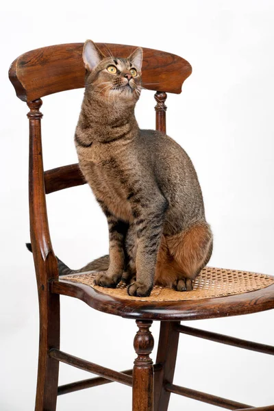 Cute wide-eyed part Abyssinian young male cat sitting on a chair watching alertly
