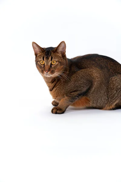 Sevimli Oyuncu Şaşkın Habeşli Genç Erkek Kedi Bembeyaz Dikişsiz Bir — Stok fotoğraf