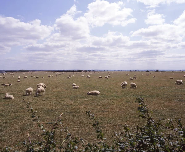Flock Får Betar Sommarsolen Cotswolds Gloucestershire Storbritannien — Stockfoto