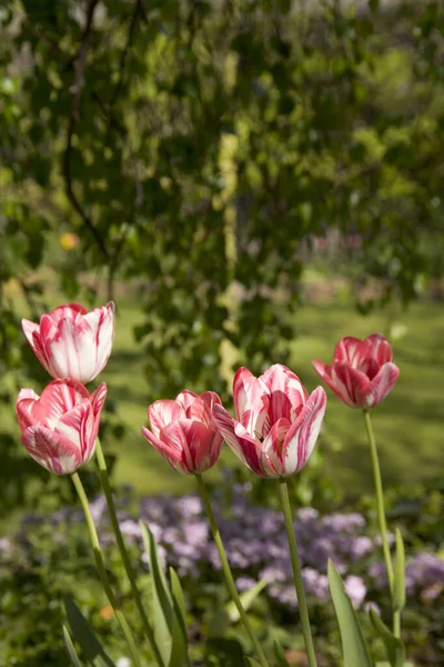 Wiosenny Ogród Kępa Pasiastych Różowych Białych Tulipanów — Zdjęcie stockowe
