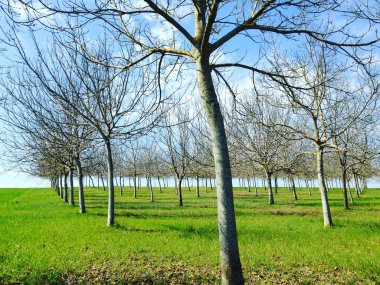Walnut trees in rows in spring sunshine. near Villeneuve-sur-Lot, Lot-et-Garonne, France. Mobile phone photo with some phone or tablet post processing. clipart