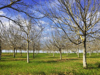 Bahar güneşinde ceviz ağaçları sıralanmış. Villeneuve-sur-Lot yakınlarında, Lot-et-Garonne, Fransa. Telefon ya da tablet işlemleri içeren cep telefonu fotoğrafı.