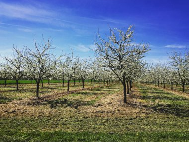 Güney Batı Fransa 'da çiçek açan erik ağaçları. Telefon ya da tablet işlemleri içeren cep telefonu fotoğrafı.