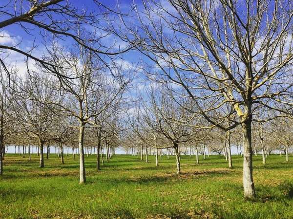 Bahar Güneşinde Ceviz Ağaçları Sıralanmış Villeneuve Sur Lot Yakınlarında Lot — Stok fotoğraf