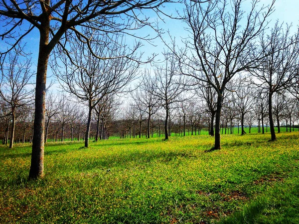 春日的阳光下 核桃树成排 法国Lot Garonne的Villeneuve Sur Lot附近 带有手机或平板电脑后处理的手机照片 — 图库照片