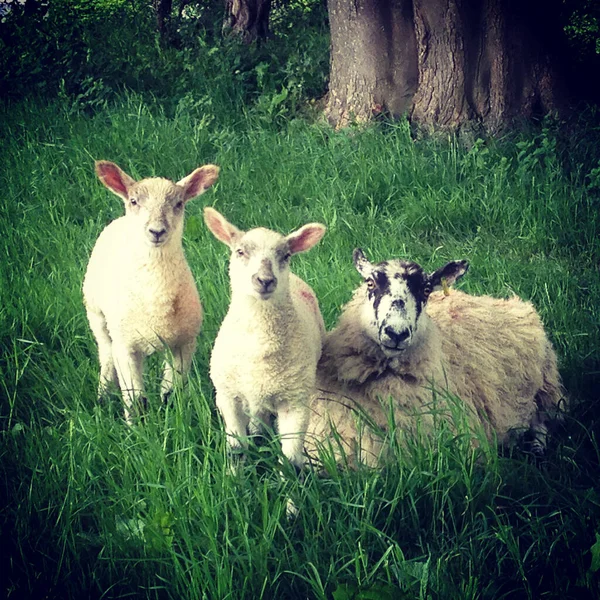 一只母羊和两只披着长草的羊羔看着摄像机 带有手机或平板电脑后处理的手机照片 — 图库照片