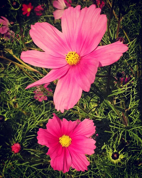 Zwei Leuchtend Rosa Kosmos Blumen Einer Garteneinfassung Handy Foto Mit — Stockfoto