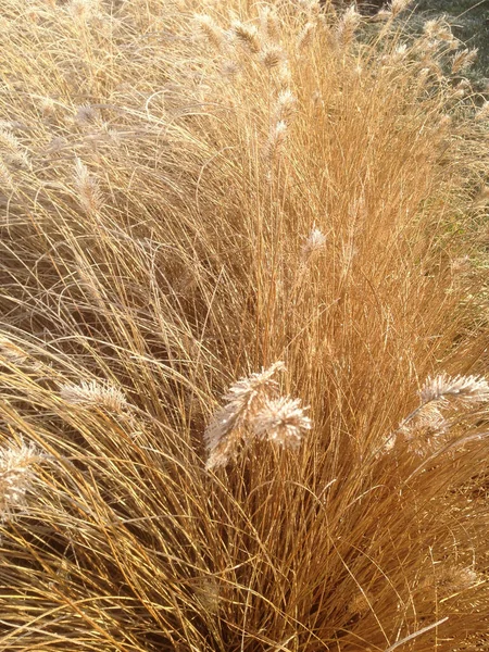 Мороз Тает Зимнем Солнце Декоративных Травяных Головах Фото Мобильного Телефона — стоковое фото