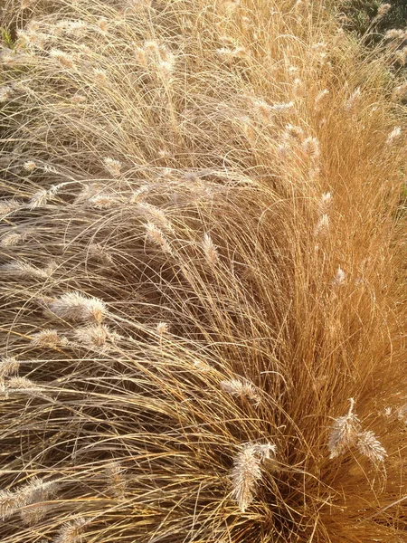 Мороз Тает Зимнем Солнце Декоративных Травяных Головах Фото Мобильного Телефона — стоковое фото