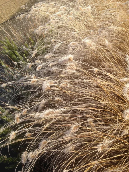 Frost Melting Winter Sunshine Decorative Grass Seed Heads Photo Téléphone — Photo
