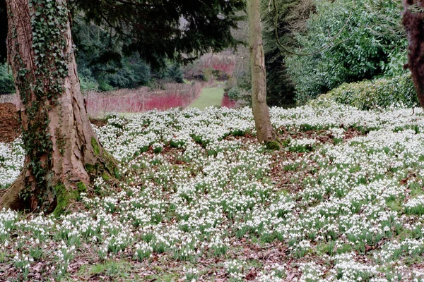 Masas Nevadas Bosques Cotswolds Gloucestershire Inglaterra Reino Unido Europa —  Fotos de Stock