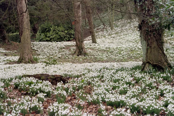 Masas Nevadas Bosques Cotswolds Gloucestershire Inglaterra Reino Unido Europa — Foto de Stock