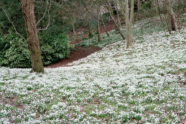 Μάζες Χιονοπτώσεων Δασικές Εκτάσεις Στο Cotswolds Gloucestershire Αγγλία Ηνωμένο Βασίλειο — Φωτογραφία Αρχείου