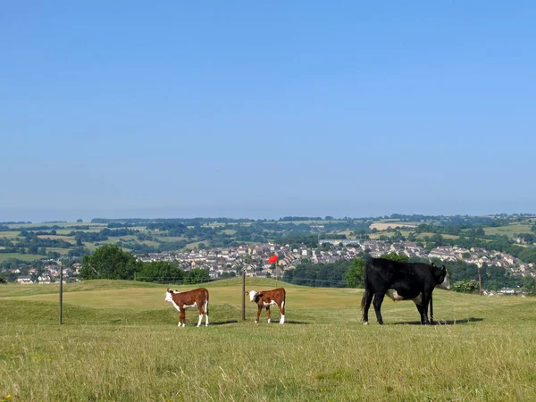 Nötkreatur Ströva Fritt Runt Golfbanan Minchinhampton Common Cotswolds Gloucestershire Storbritannien — Stockfoto