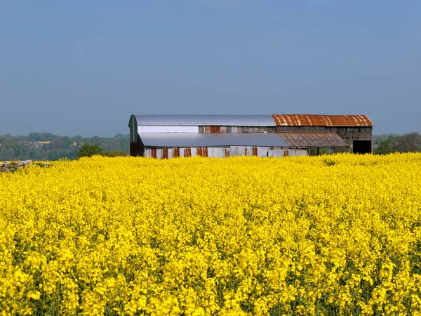 Celeiros Fazenda Enferrujados Uma Paisagem Vibrante Primavera Colza Semente Óleo — Fotografia de Stock