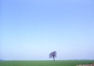 Mavi gökyüzüne, Gloucestershire 'a, Cotswold' a, İngiltere 'ye, İngiltere' ye, İngiltere 'ye, Avrupa' ya karşı ufukta tek bir ağaç var.