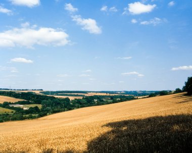 Cotswold mısır tarlası yaz manzarası